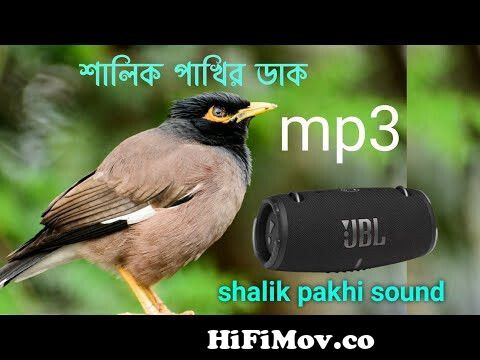 Common Myna Bird Sound | Shalik Pakhi | Indian Birds | Shalik Pakhi  dark।শালিক পাখির ডাক #birds from salik pakhi Watch Video 