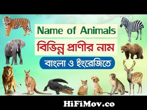 Birds name in Bengali to english | Name of birds in bangla | 30 birds name  from pakhir nam Watch Video 