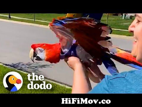 View Full Screen: woman helps parrot fly for the first time 124 the dodo.jpg