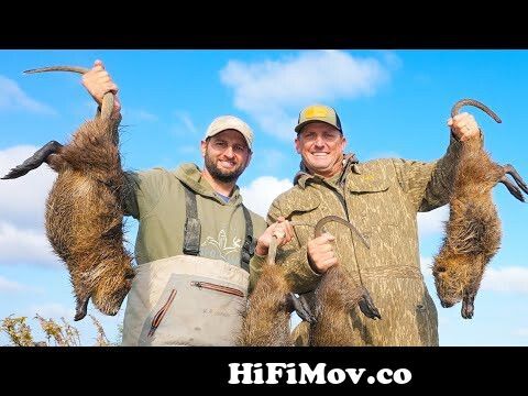 Hunting Massive Marsh Rats from a boat! {Catch Clean Cook} Cajun Rat Rolls  from aj deer bear Watch Video 
