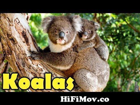 Cutest Koala Compilation Ever fromvideos koal Watch Video 