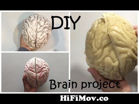 Create a brain model out of air dry clay 