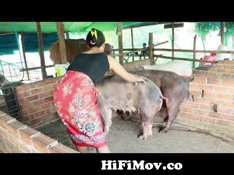 View Full Screen: wow visit the lady teach her pig to crossing how pig breeding 124 pig meeting animal channel kh.jpg