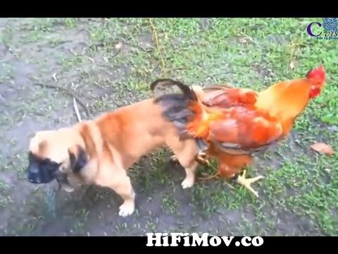06 Dog Xxx Video Mp4 Hq - Funny Dog XXX Chicken || Gay dog mating Rooster from www anemal xxx comy  porn