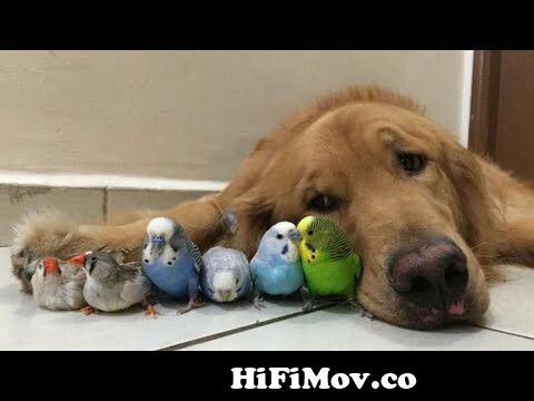 Funny and Cute Parrots Videos Compilation cute moments of the animals -  Cute Birds from bangla funni video bird Watch Video 