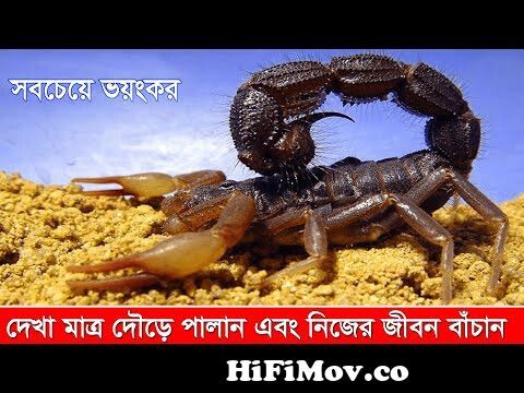 দুনিয়ার সবচেয়ে বিষাক্ত বিচ্ছু । Most Poisonous and Dangerous Scorpion in  the World | Fact Research from বিচ্ছু Watch Video 