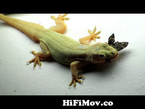 Lizard eating Butterfly Close Up Zoom Video - House Gecko Chipkali from  chipkali Watch Video 