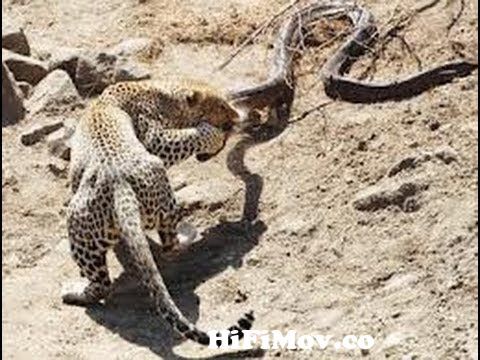 Jaguar Leopard power struggle in África. los Jaguar Leopard cazan anacondas  - Jaguar Leopard from face off anaconda vs lepard downloadla rohim rupban  video song com Watch Video 