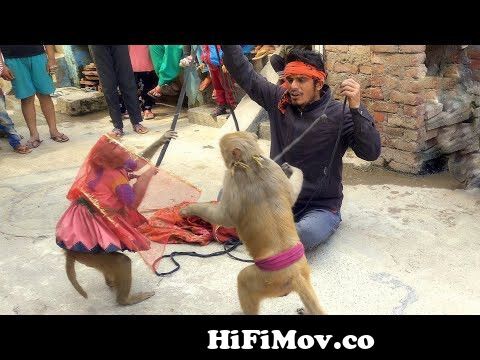 Monkey Comedy - Hindi Story || Bandar Bandariya Ka khel || Monkey 🐵Funny  video from bandar game Watch Video 