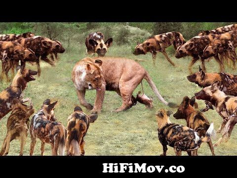 True Battle Of Wild Dogs And Lions | Cheetah vs Impala, Lion, Discovery  Wild Animal Fights from prani jagat Watch Video 