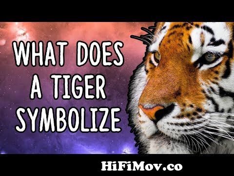 What Does a Tiger Symbolize? | Tiger Spirit Animal from siberian tiger totem  Watch Video 