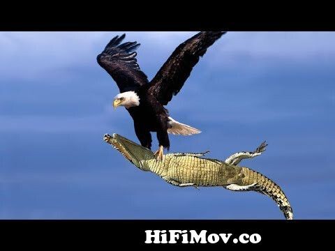 The Best Of Eagle Attacks 2018 - Most Amazing Moments Of Wild Animal  Fights! Wild Discovery Animals from dis kawari videoWatch Video 