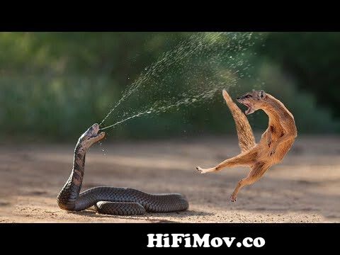 Amazing Snake Python King Cobra Big Battle In The Desert Mongoose | Amazing  Attack of Animals from hindi cobra sanp Watch Video 