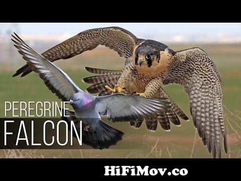 PEREGRINE FALCON -Bird Slayer and Dive master! The Fastest Animal on the  Planet from falcon pipes uk Watch Video 