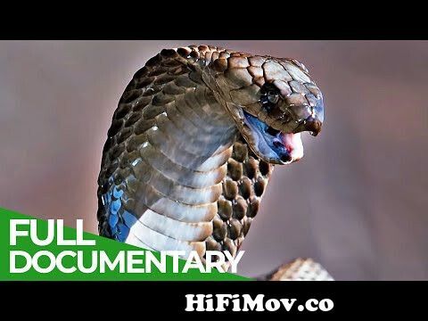 Spits & Stings | Animal Armory | Episode 5 | Free Documentary Nature from  animel plent Watch Video 