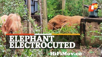 View Full Screen: odisha elephant electrocuted to death in khordha.jpg