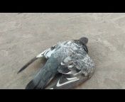 Hashim Mahmood Pigeons