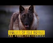 Isle Royale Wolves