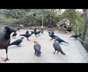 Bird and Animal Sound