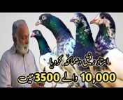 Lahore Pigeon Official