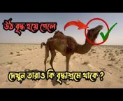 Camel Agro