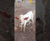 Taj Goat Farm