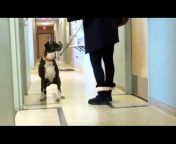 Colorado Canine Orthopedics u0026 Rehab