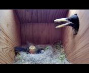 Live Nest Box Camera 2023 - Loughborough, UK