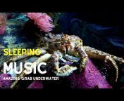 Aquatic Sounds - Relaxing Music