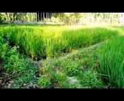 Easy Agriculture Bangla Youtube Channel