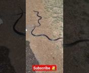 Snake Rescue Khargone