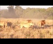 Tribute to African Lions