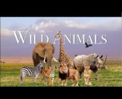 WilD Animals62