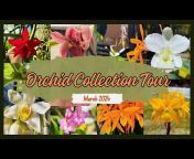 Ingram Orchids and More
