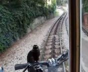 Luca train