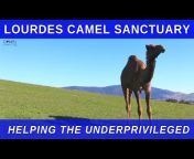 Camel Connection