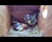 Live Nest Box Camera 2023 - Loughborough, UK