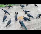 Bird and Animal Sound