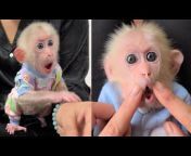 Baby Monkey David