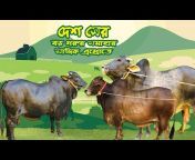Biggest Cow in Bangladesh
