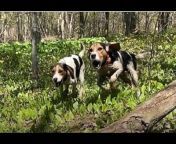 Beagles and Bunnies