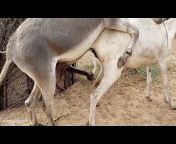 Thar Donkey Vlogs