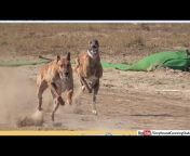 Greyhound Coursing club