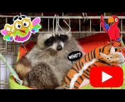 Raccoon and Friends