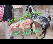 ISMAIL KHAN Goat Seller