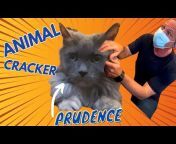 Animal Cracker: Dr. Doug Willen