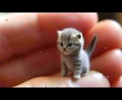 Little Kitten 21