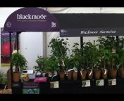 Blackmoor Fruit Nursery