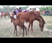 Horses Farm Bd