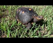 Florida Iguana u0026 Tortoise Breeders